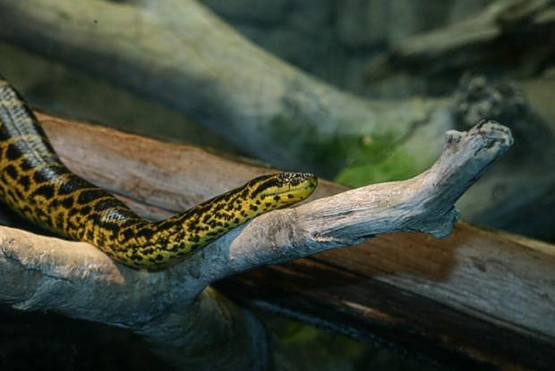 Yellow Anaconda
