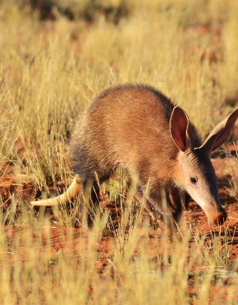 Aardvark