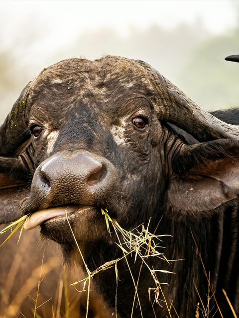 African Buffalo