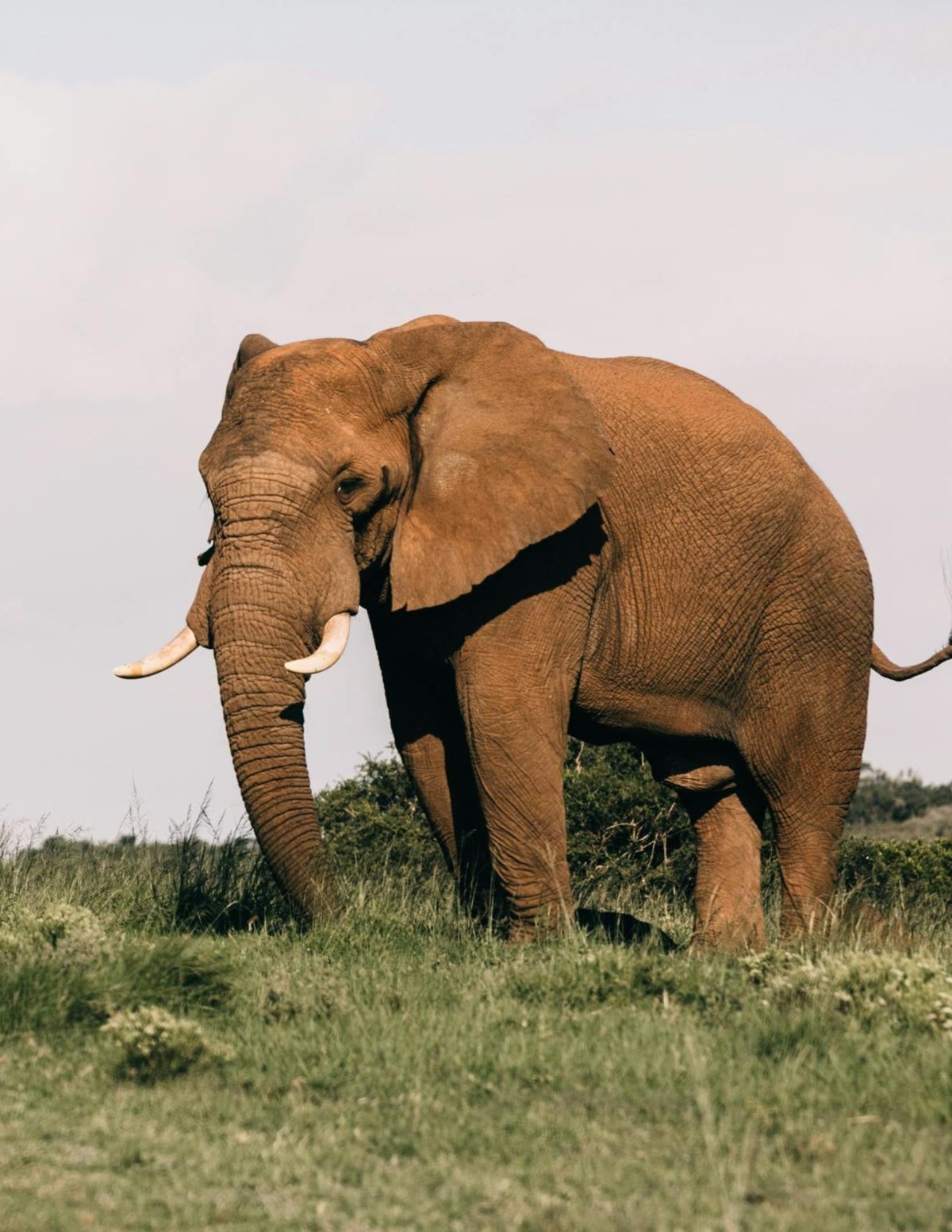 African Elephant