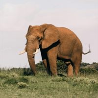African Elephant