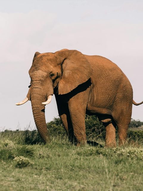 African Elephant