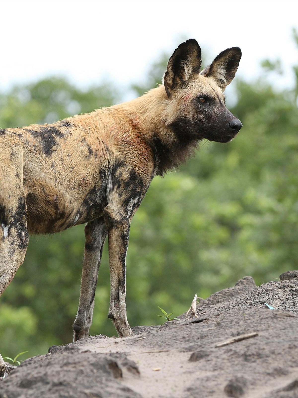 African Wild Dog