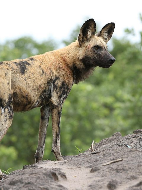 African Wild Dog