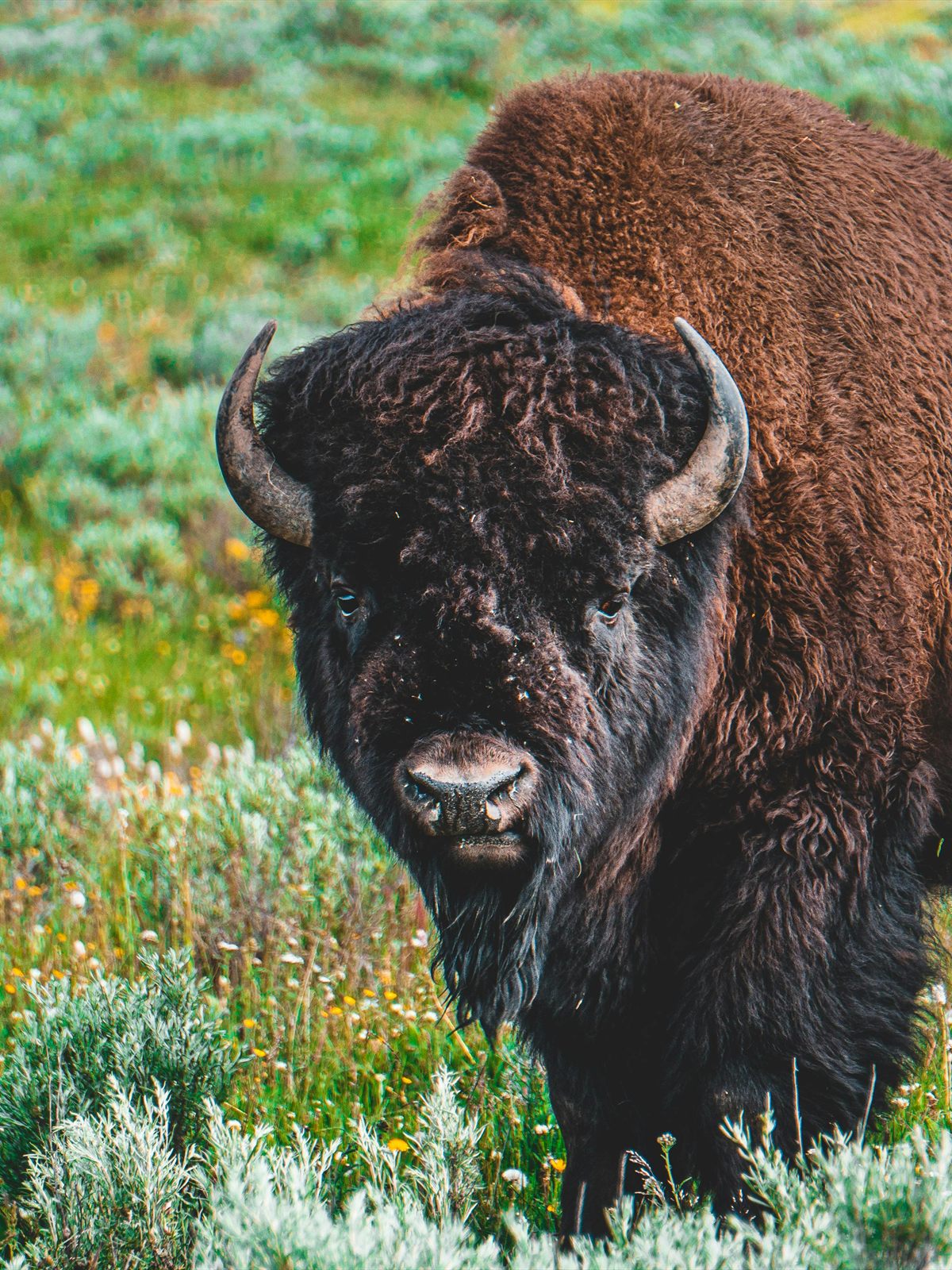 American Bison