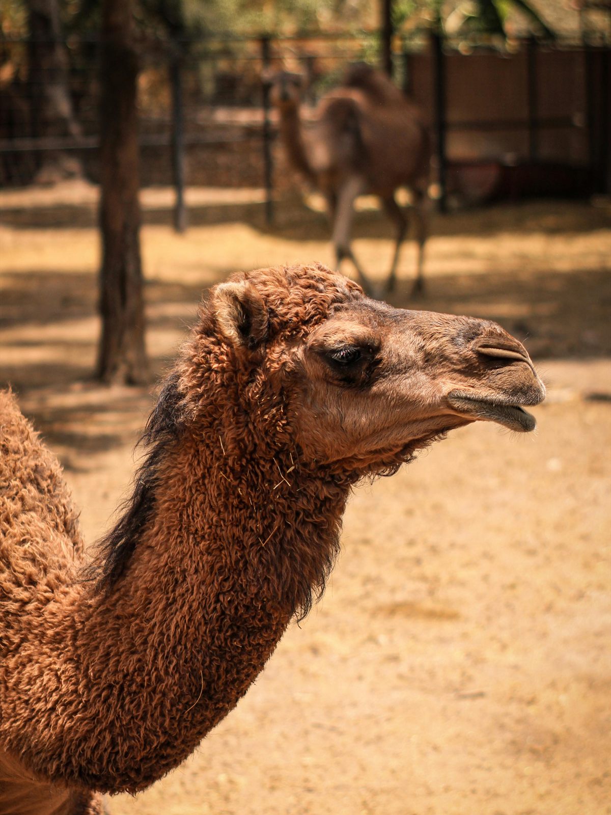 Bactrian Camel