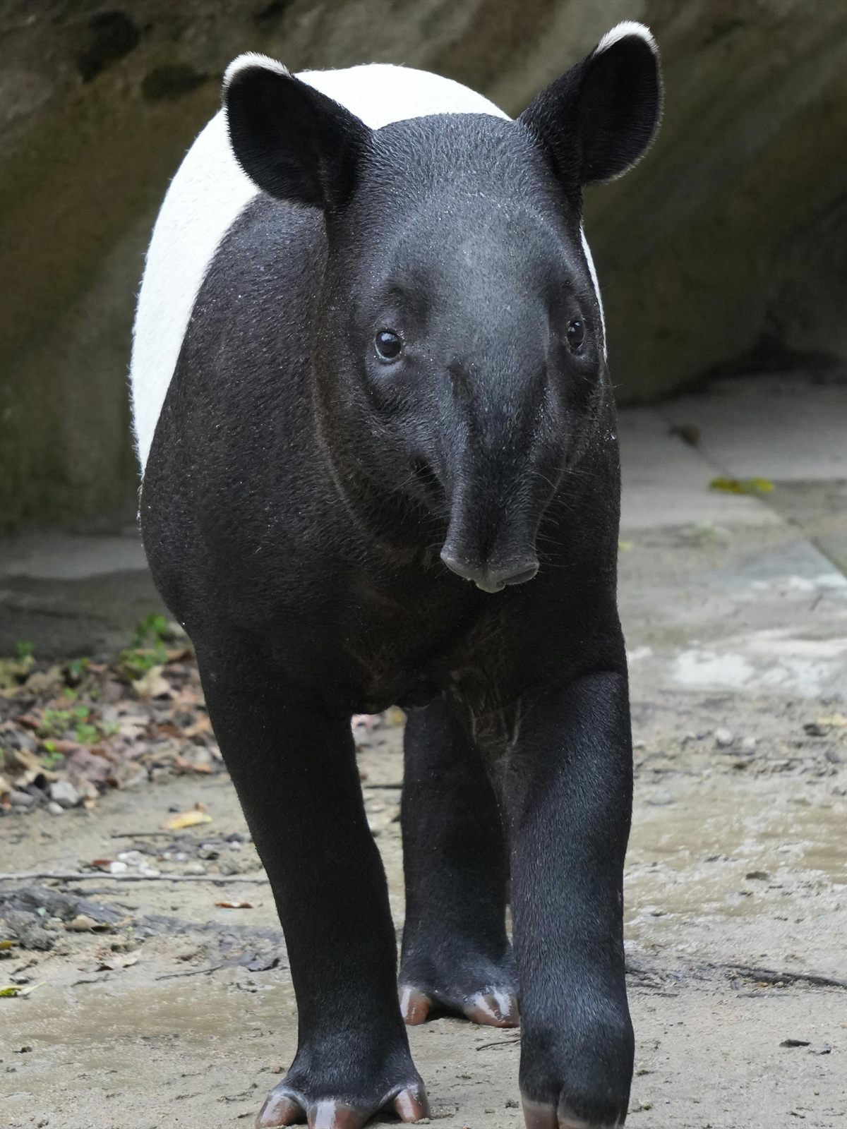 Baird's Tapir