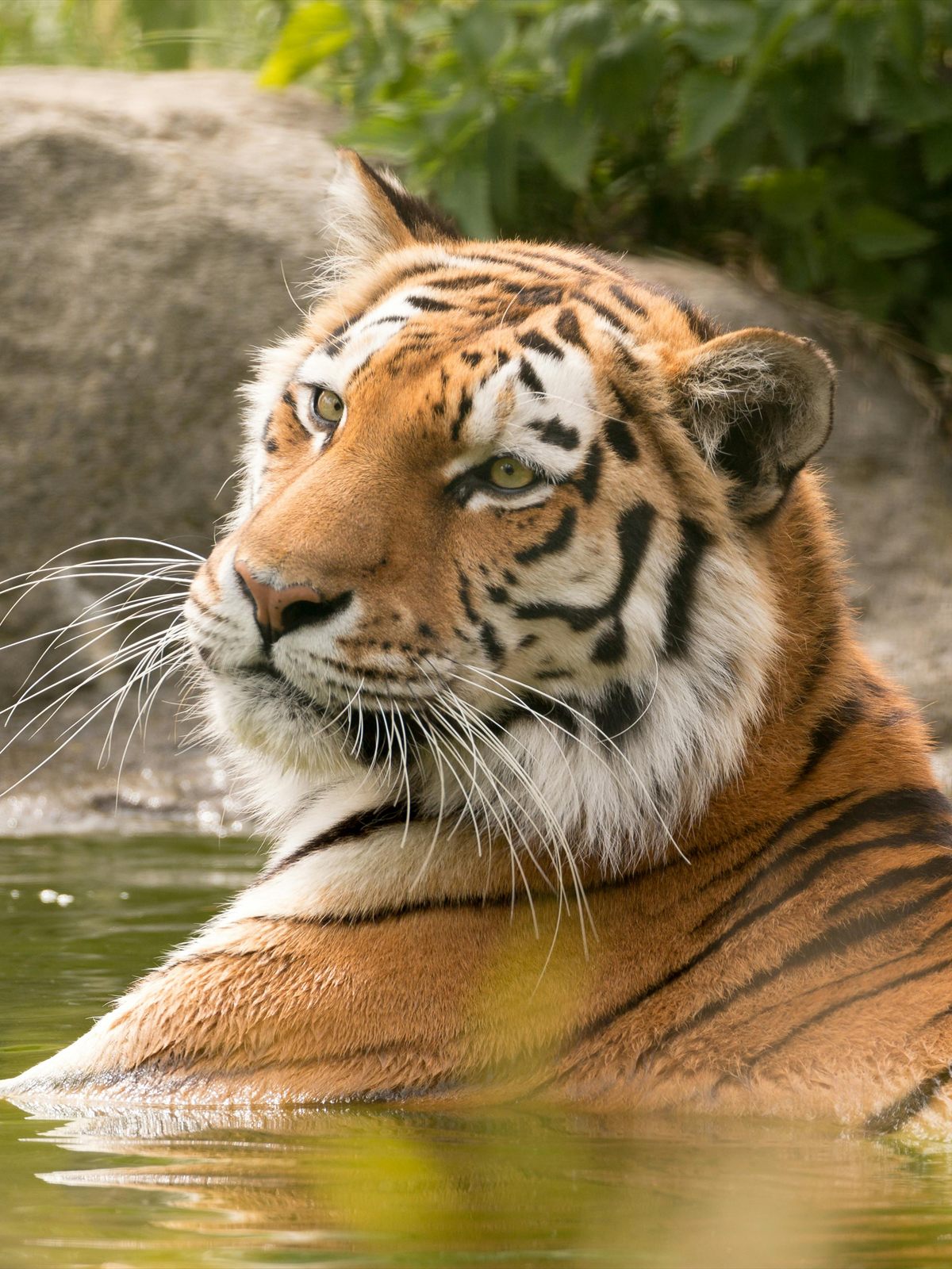 Bengal Tiger