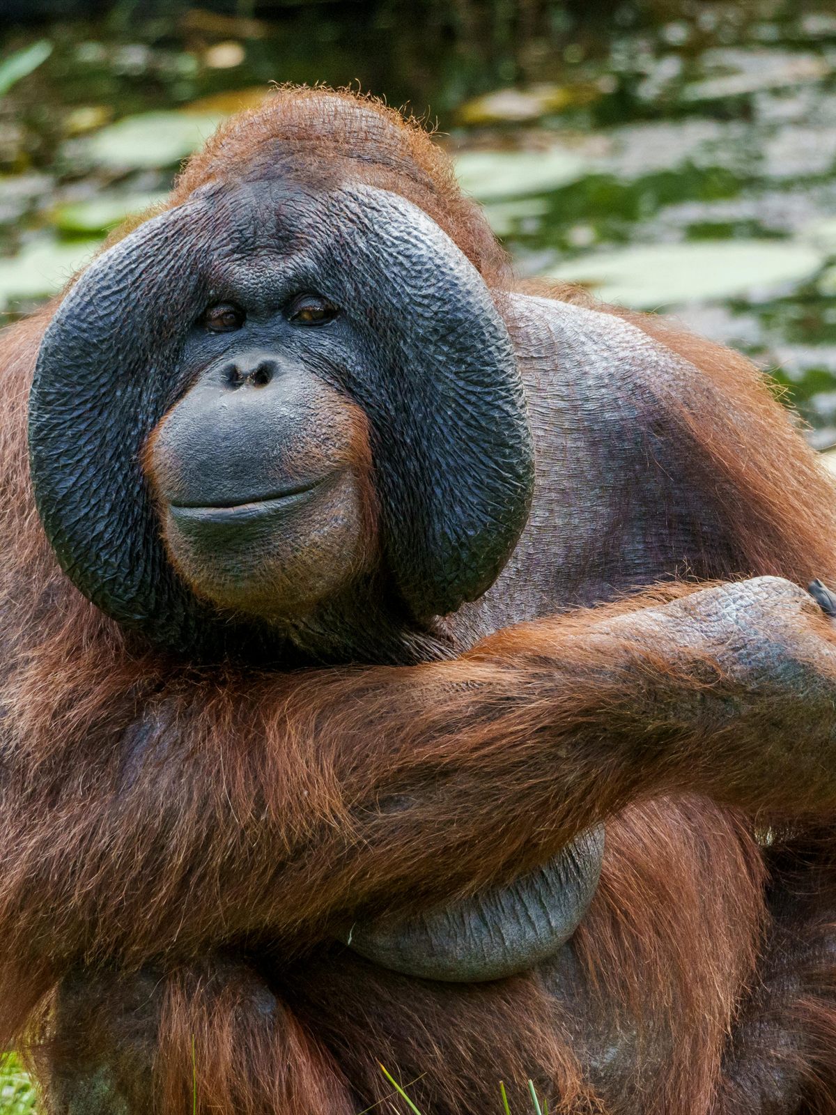 Bornean Orangutan