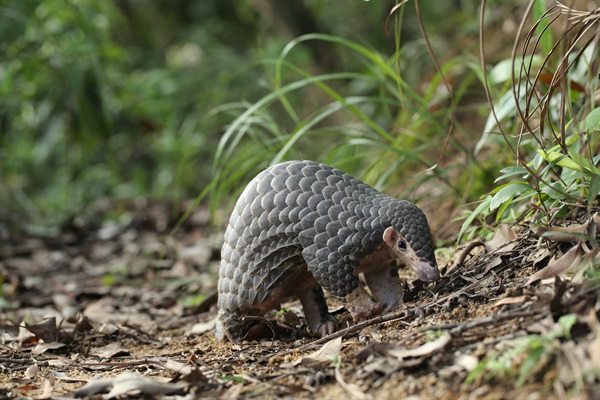 Chinese Pangolin