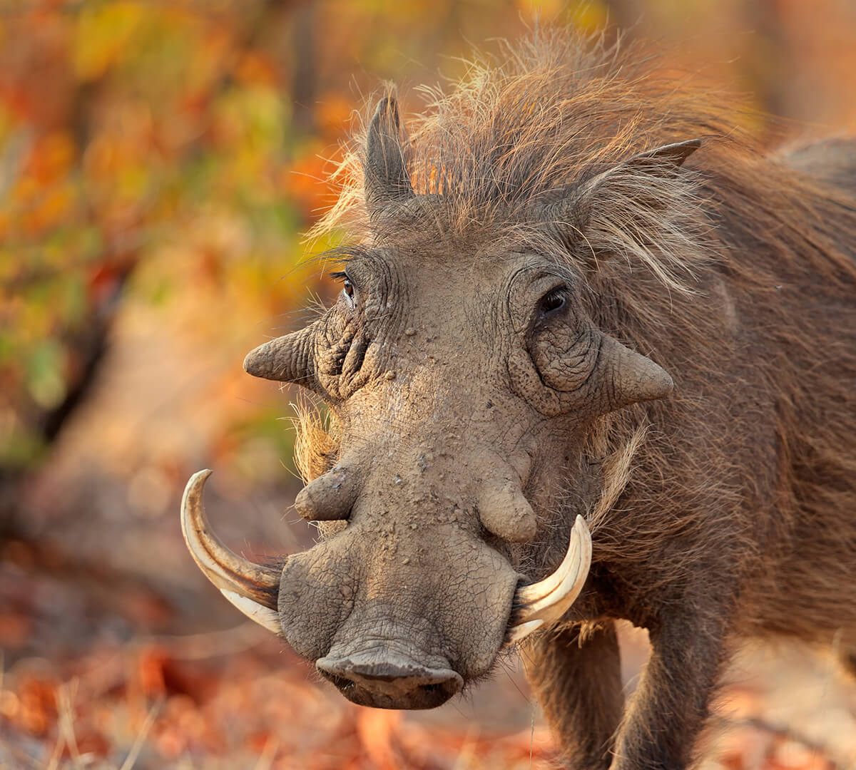 Common Warthog