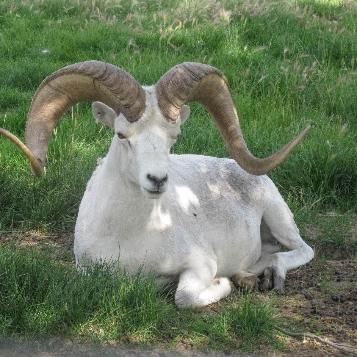 Dall Sheep