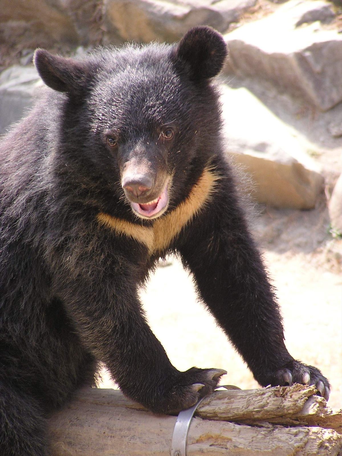 Formosan Black Bear