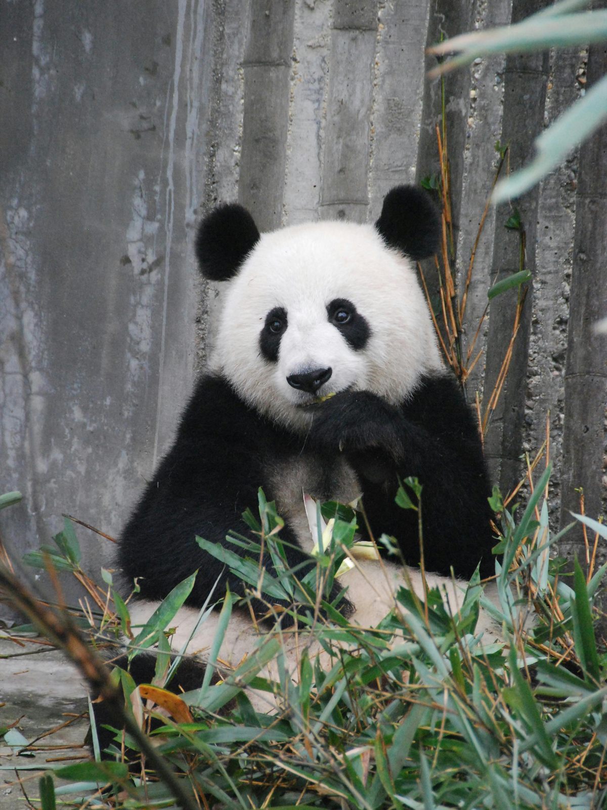 Giant Panda