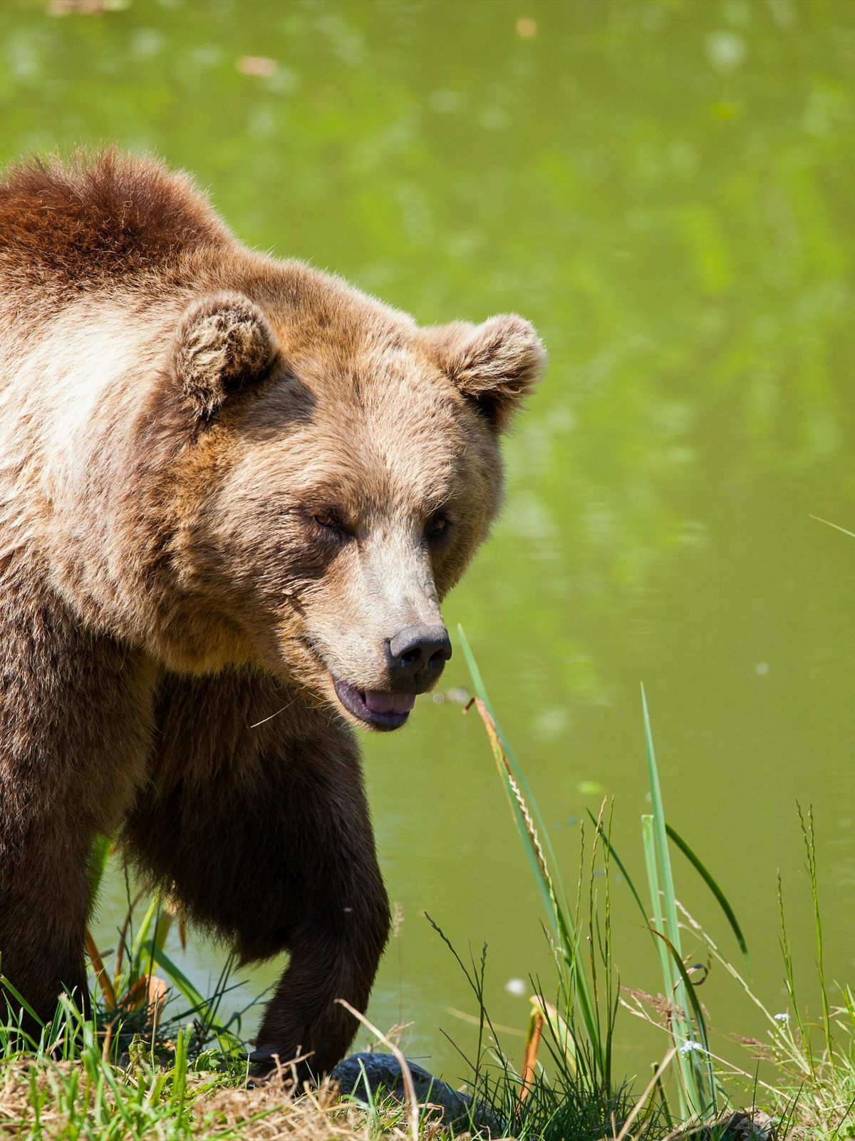 Grizzly Bear