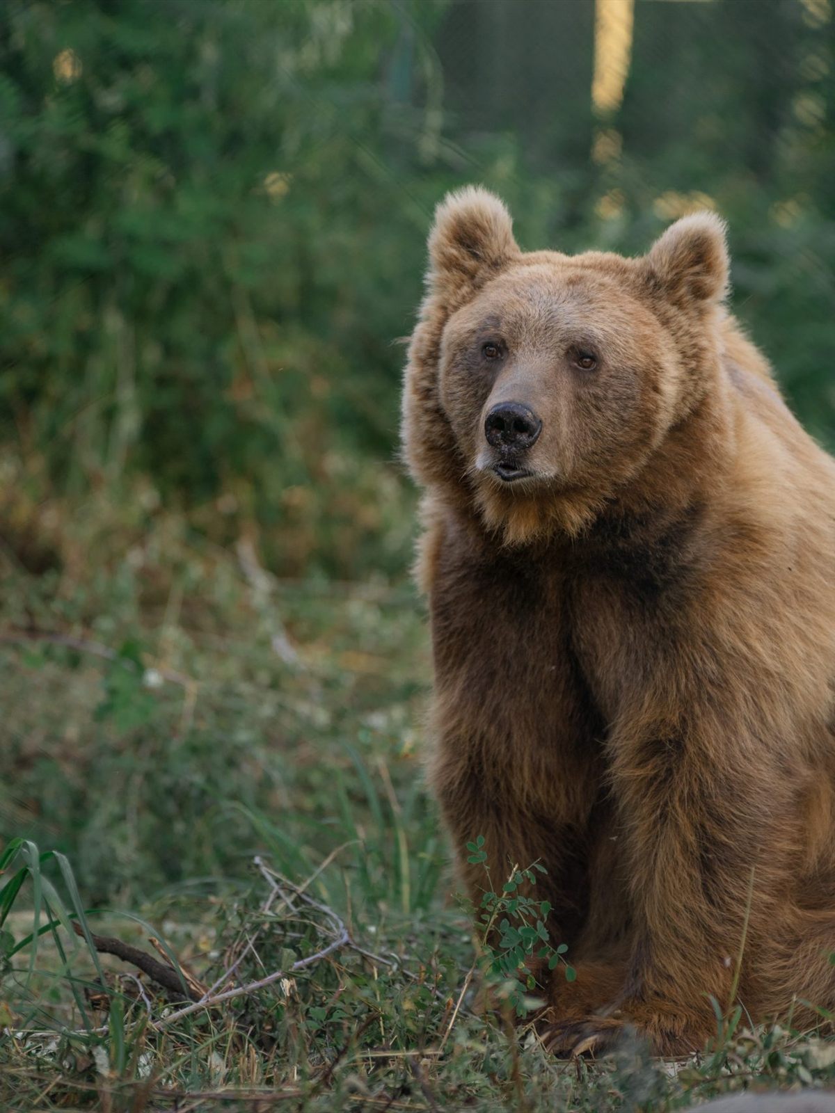 Himalayan Brown Bear