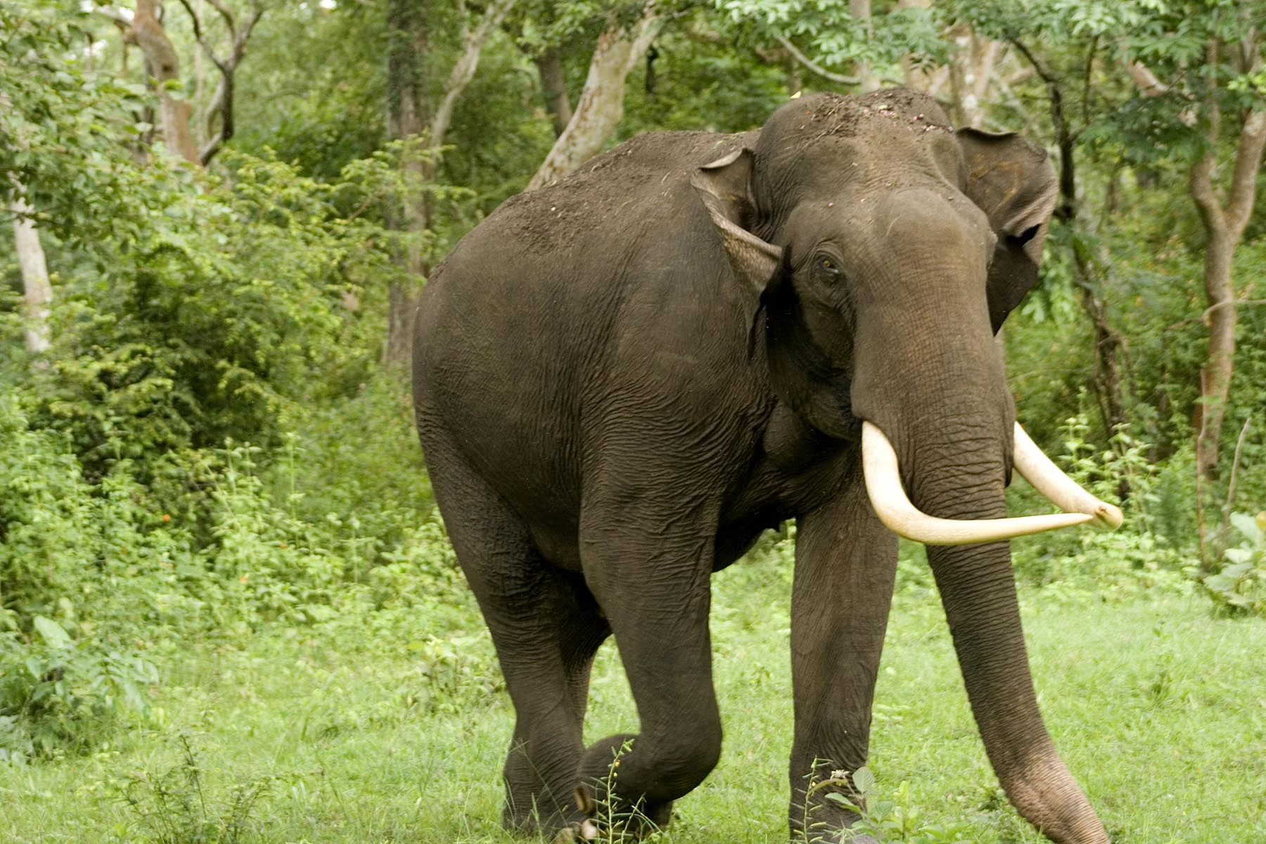 Indian Elephant