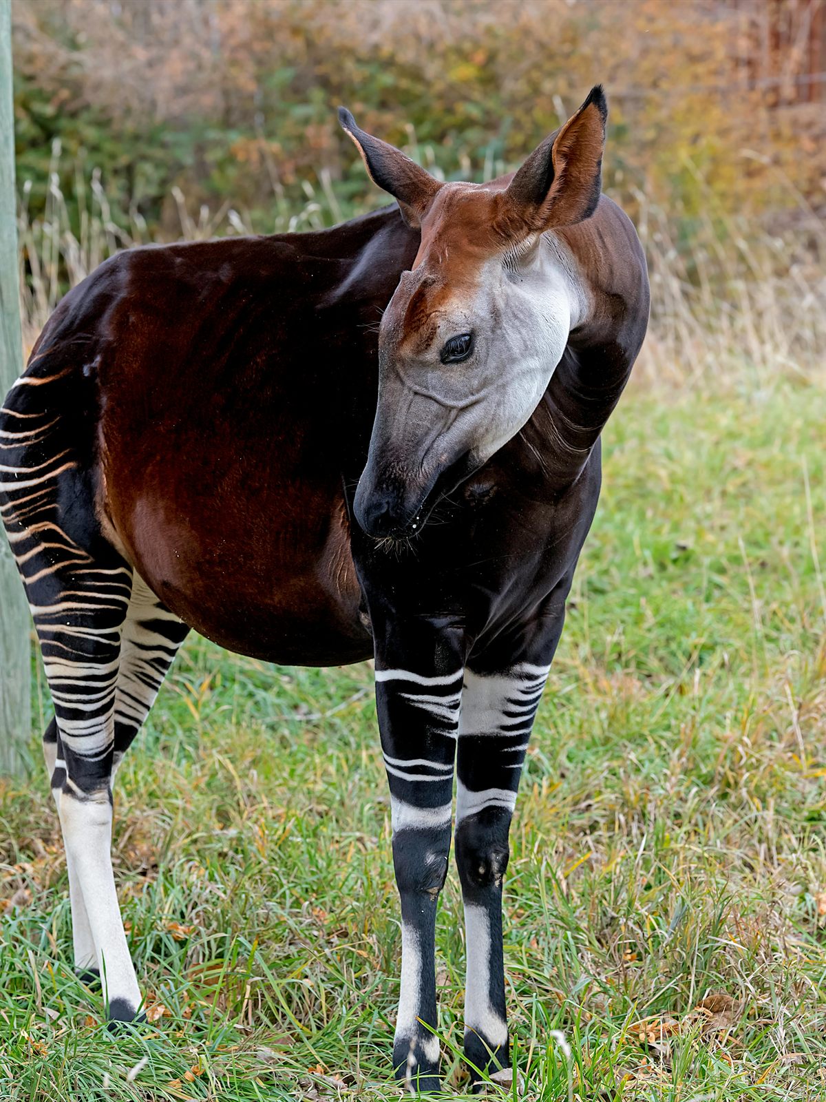 Okapi