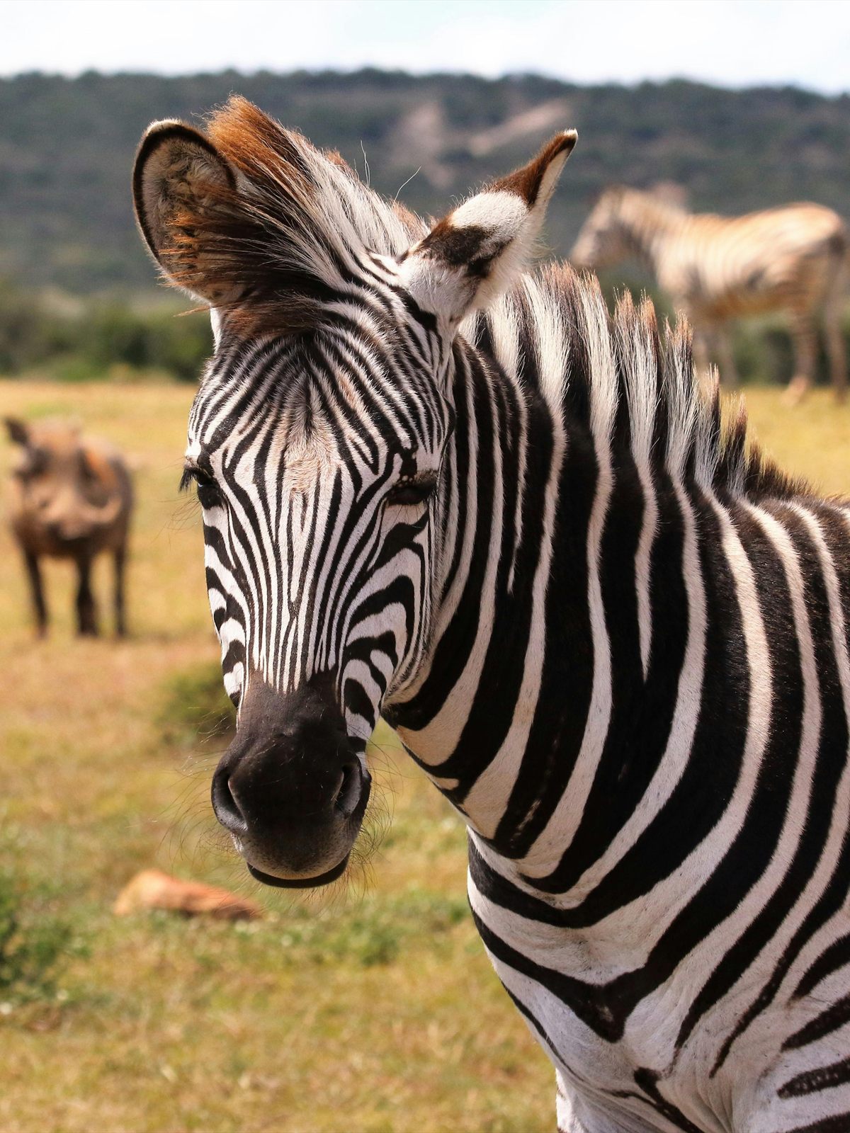 Plains Zebra