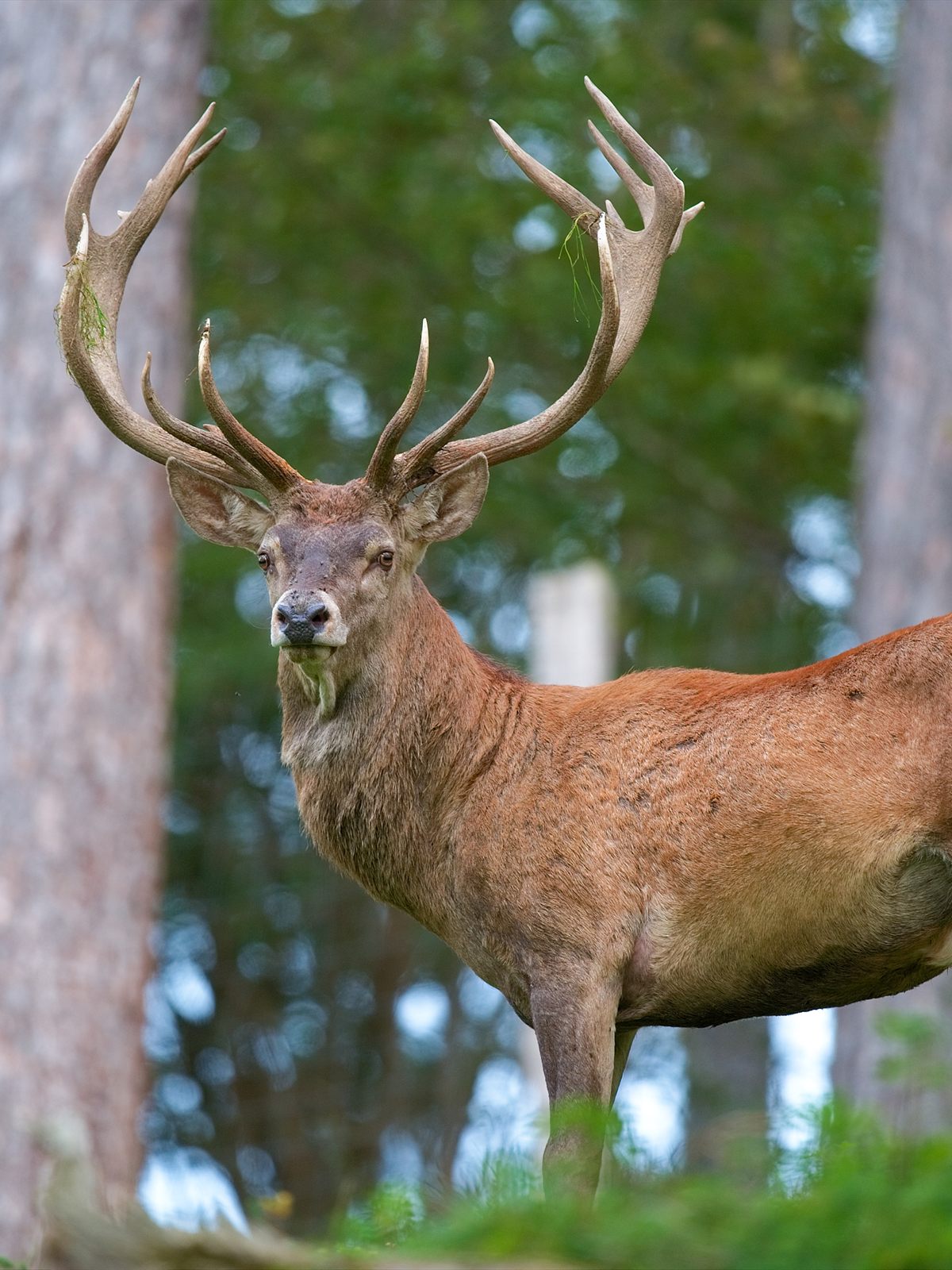 Red Deer