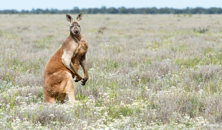 Red Kangaroo
