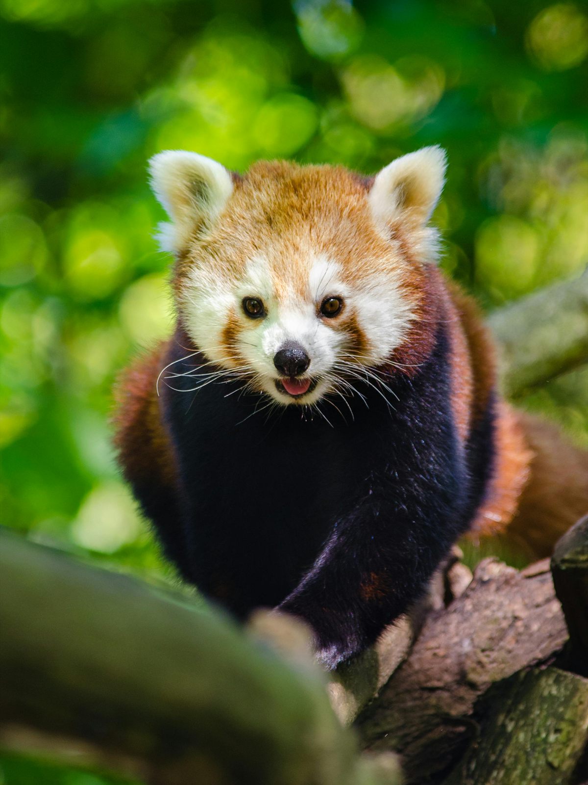 Red Panda