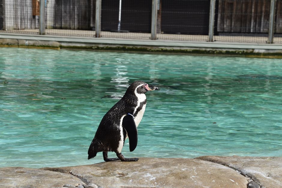 London Zoo