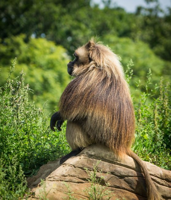 Bristol Zoo