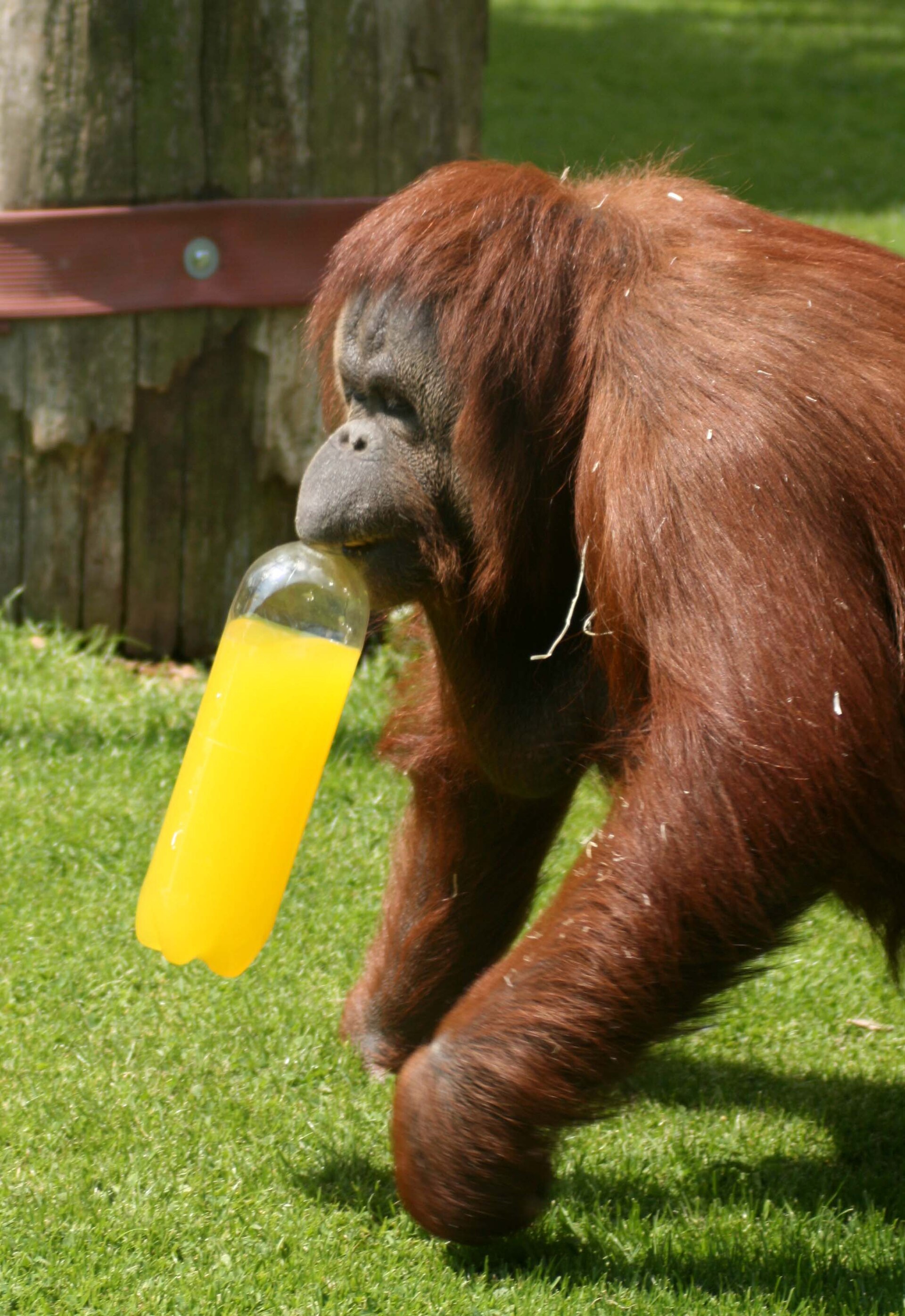 Twycross Zoo