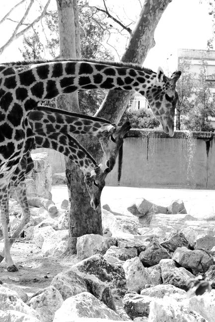 Bioparco di Roma