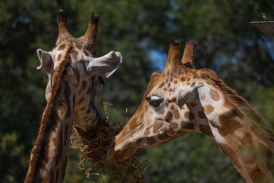 Montpellier Zoo
