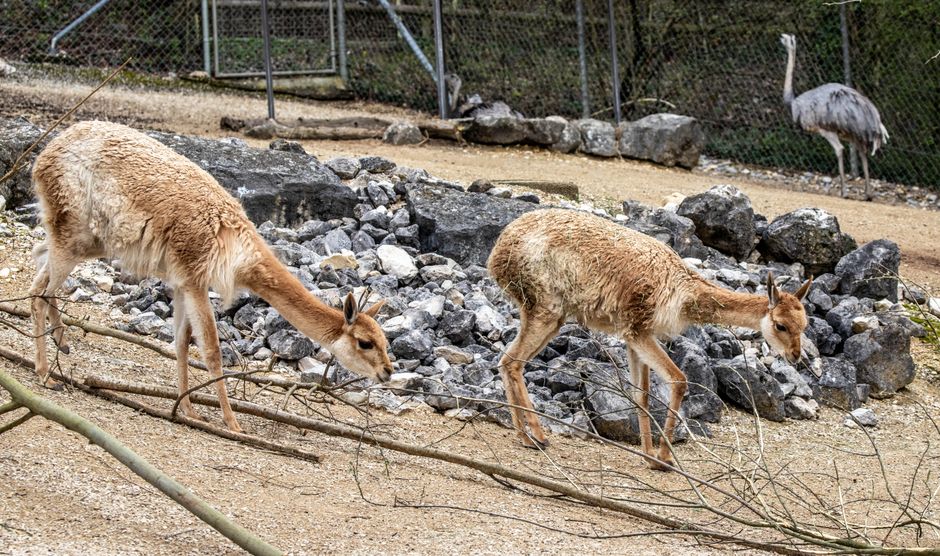 Zurich Zoo