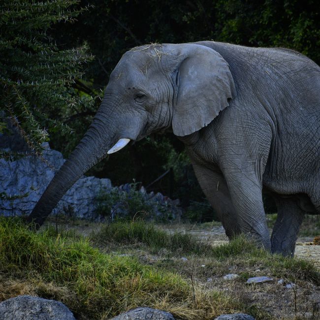 Zoológico de Puebla
