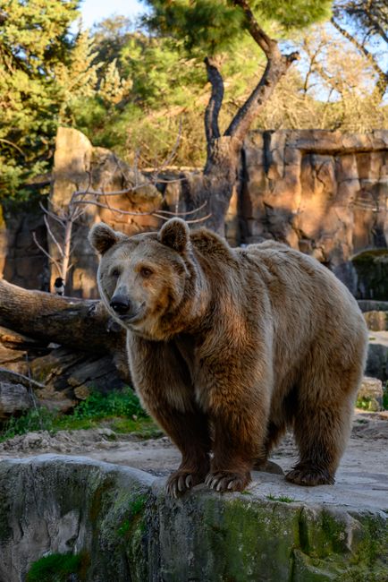 Madrid Zoo