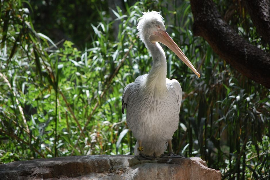 Barcelona Zoo