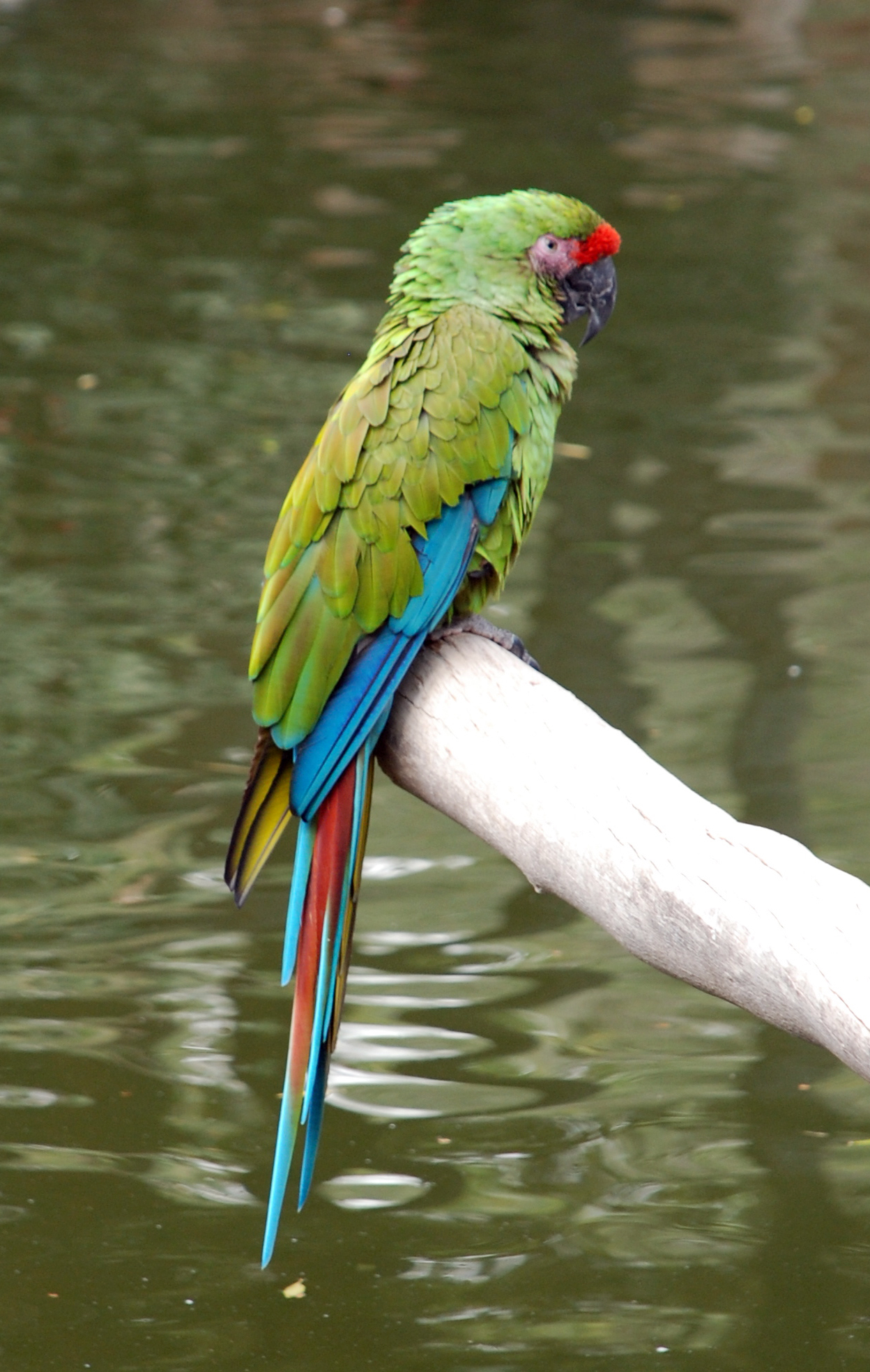 Safari Park Madrid