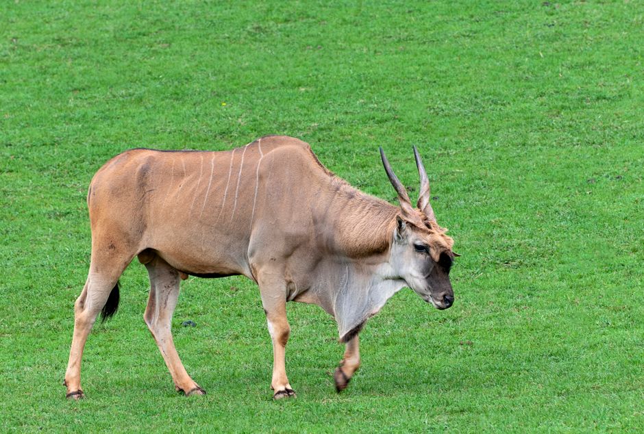 Cabárceno Natural Park
