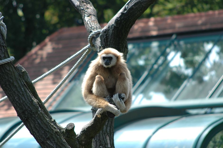 Tiergarten Schönbrunn