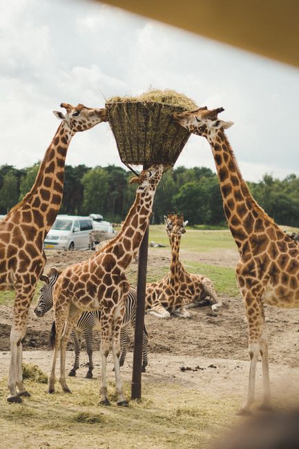 Beekse Bergen Safari Park