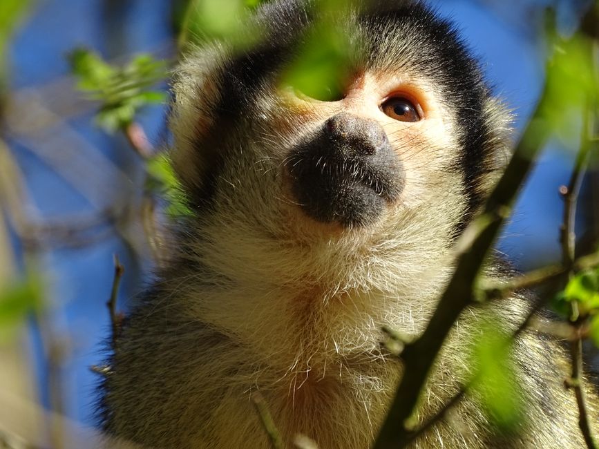 Apenheul Primate Park