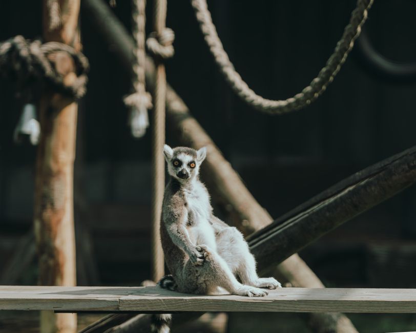 Wildlands Adventure Zoo