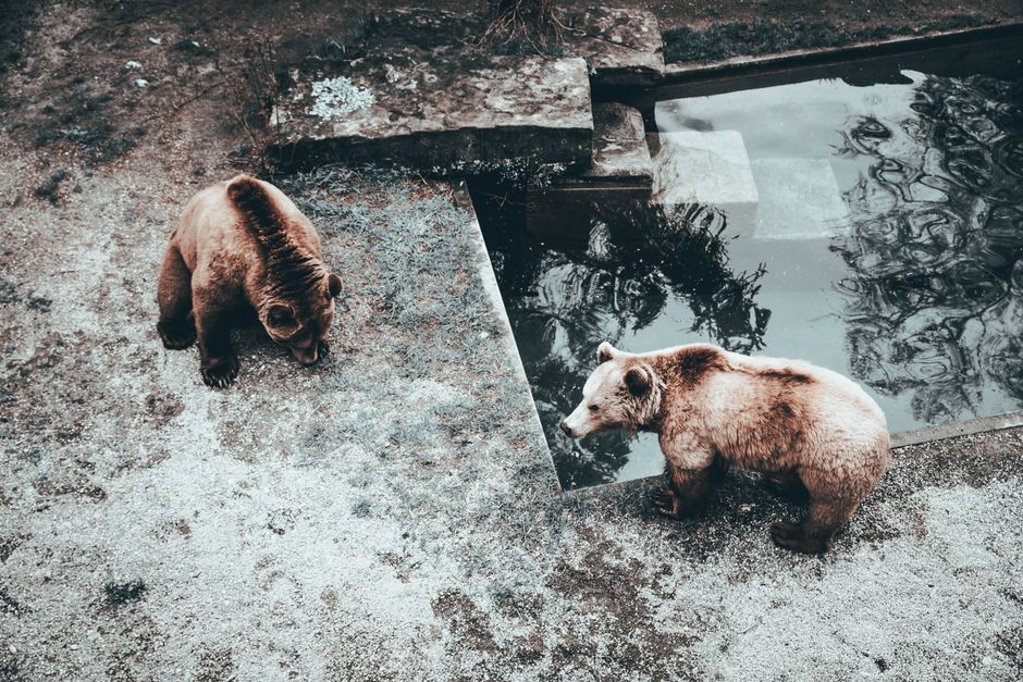 Bern Zoo
