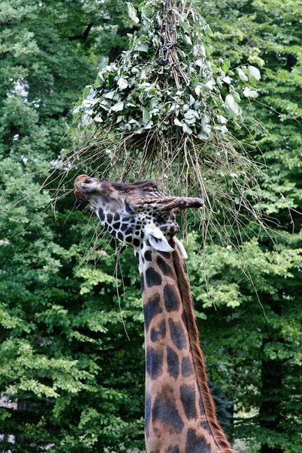 Kraków Zoo