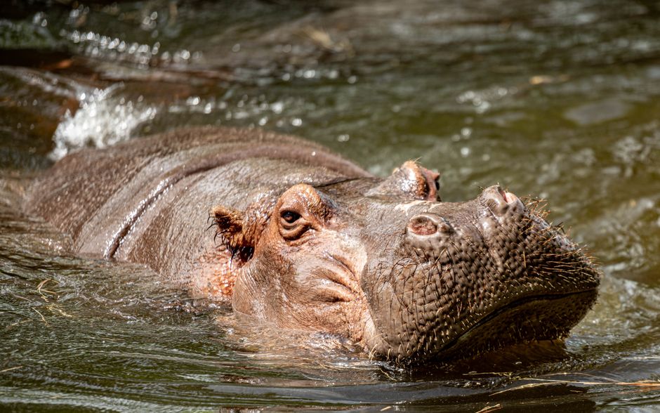 Kansas City Zoo