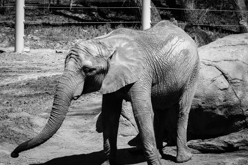 Utah's Hogle Zoo