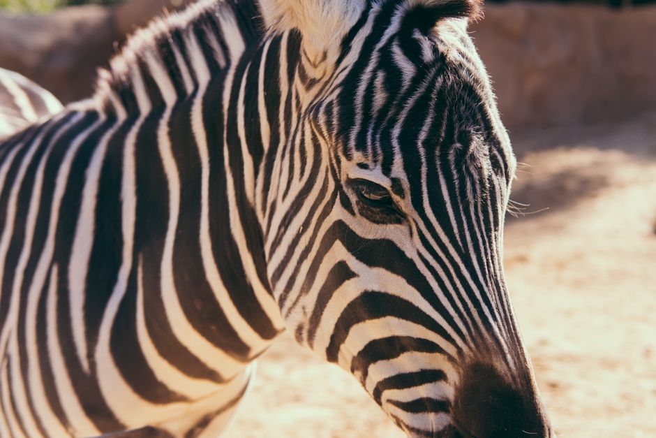 San Diego Zoo