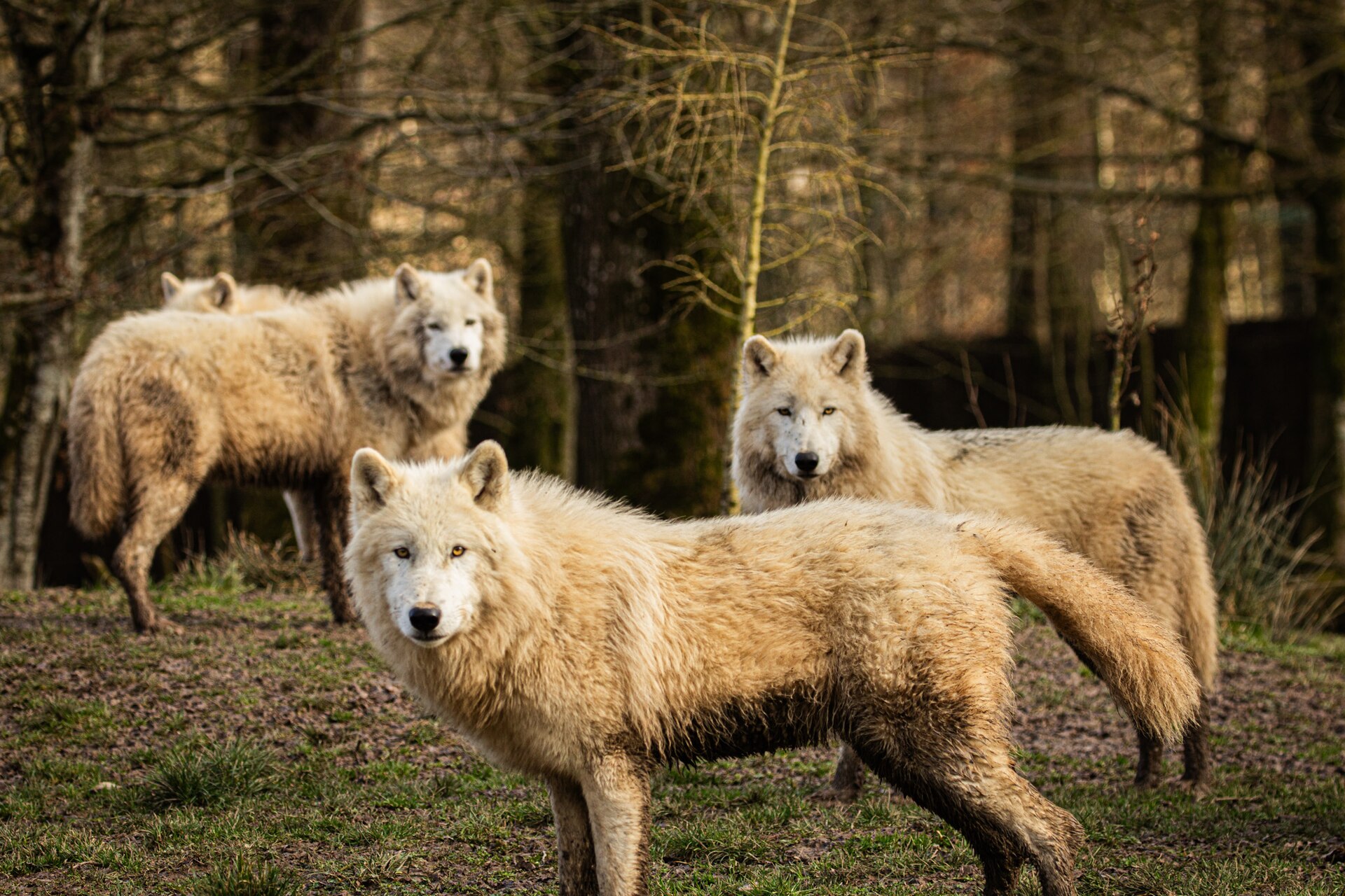 Parc Animalier de Sainte-Croix
