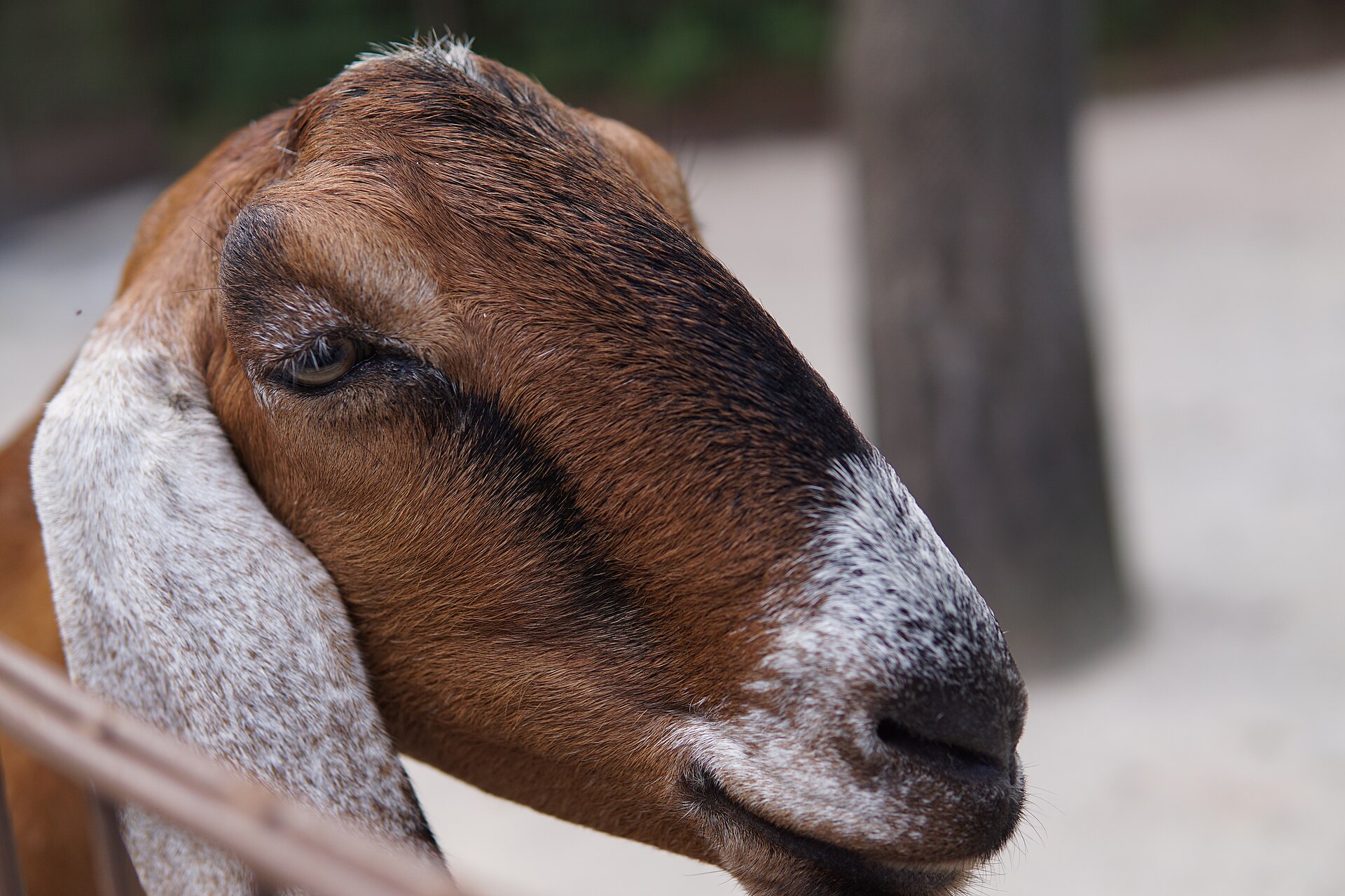 Disney's Animal Kingdom