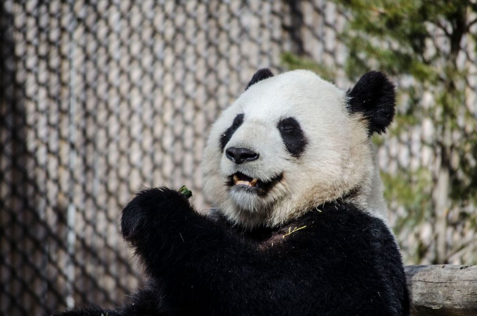 Toronto Zoo