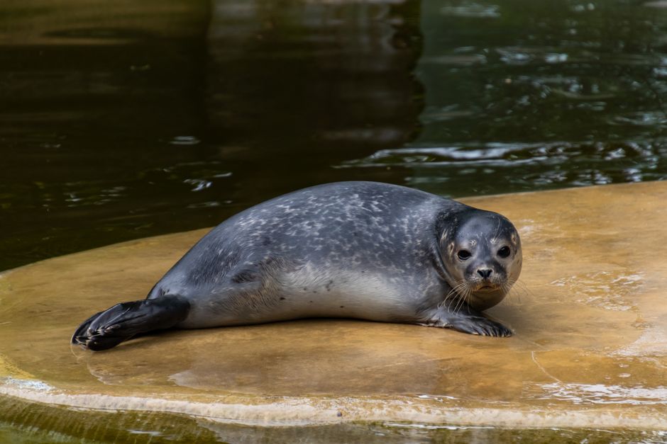 Berlin Zoological Garden